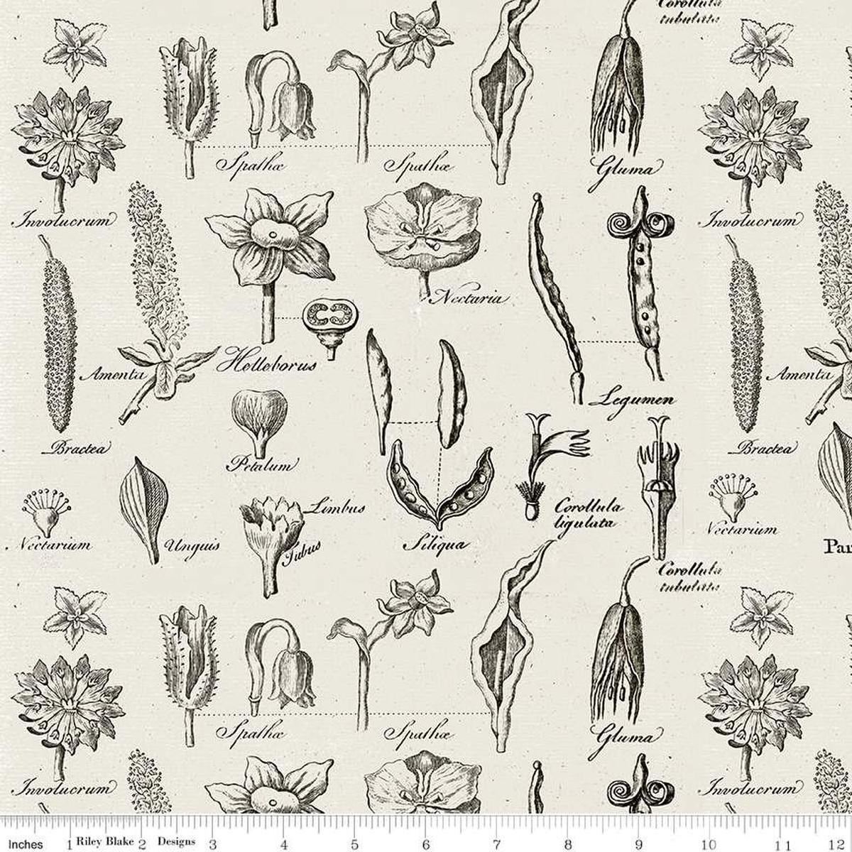 Art Journal Flower Study Lt Gray Fabric by J Wecker Frisch for Riley Blake Designs features flowers with their name